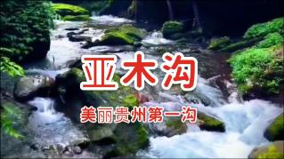 森林鸽营救